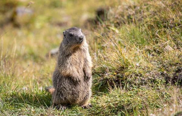 İsviçre 'nin İsviçre Alpleri' ndeki Davos 'ta çimlerde yaşayan genç Alp dağ sıçanı Marmota marmota.