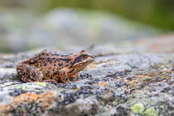 The common frog - Rana temporaria, also known as the European common frog, European common brown frog, or European grass frog sitting on a stone in swiss alps