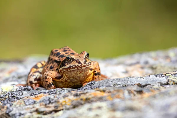 Common Frog Rana Temporaria Also Known European Common Frog European — Stock Photo, Image