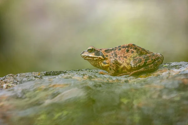 The common frog - Rana temporaria, also known as the European common frog, European common brown frog, or European grass frog sitting on a stone in swiss alps