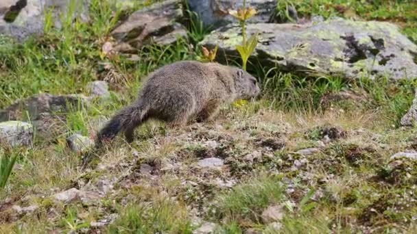 Marmot Alpen Muda Marmota Marmota Memakan Herbal Swiss Alpen — Stok Video