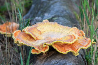 Laetiporus 'u ya da düşmüş ağaç gövdesindeki mantar mantarını yakından izleyin.