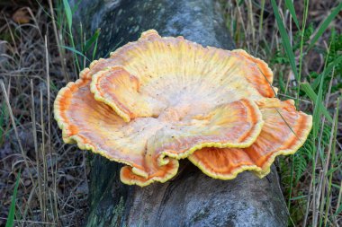 Laetiporus 'u ya da düşmüş ağaç gövdesindeki mantar mantarını yakından izleyin.