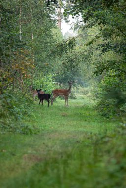 Danimarka 'nın vahşi yaşam koruma alanı Boto' da, düşen geyiğin dikey görüntüsü - Dama dama -