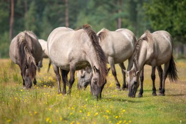 Küçük vahşi at sürüsü - Equus ferus - Danimarka 'nın Marielyst kentindeki doğal rezervlerde otluyor.