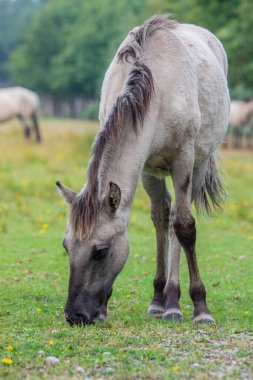 Marielyst Doğa Koruma Alanı 'nda otlayan vahşi bir at olan Equus ferus' un yakınında.