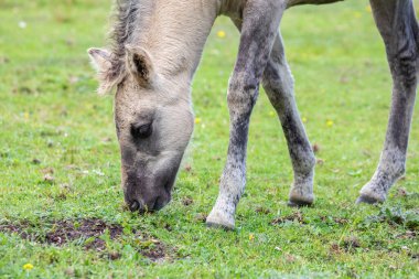 Marielyst Doğa Koruma Alanında yabani bir tay olan Equus ferus 'un yakınında.