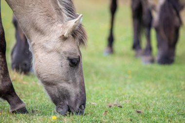 Marielyst Doğa Koruma Alanı 'nda otlayan vahşi bir at olan Equus ferus' un yakınında.