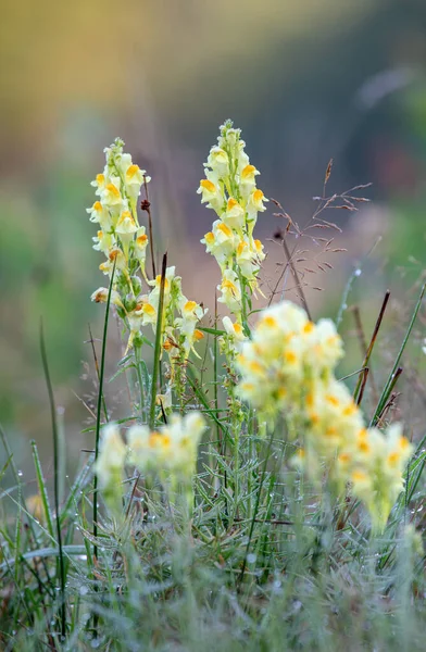 Yellow Toadflax Butter Eggs Linaria Vulgaris Dew Early Morning — Stock Photo, Image