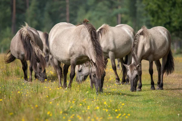 Küçük vahşi at sürüsü - Equus ferus - Danimarka 'nın Marielyst kentindeki doğal rezervlerde otluyor.