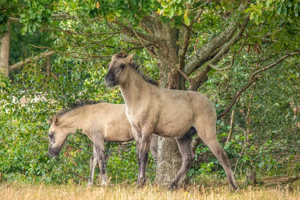 丹麦马里埃斯特森林里美丽的野马 — 图库照片
