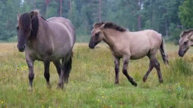 Marielyst Doğa Koruma Alanı, Danimarka. Çayırda yürüyen taylı Konik atları