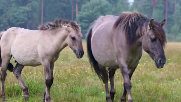Dzikie Konie Rezerwacie Przyrody Marielyst Dania Koniki Źrebiętami Spacerującymi Łące — Wideo stockowe