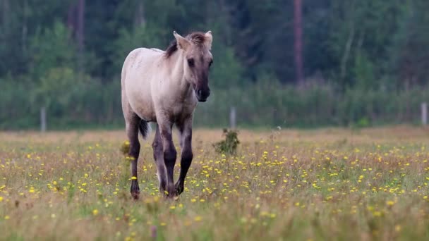 Konik Wild Horse Foal Close While Walking Meadow Marielyst Nature — Stock Video