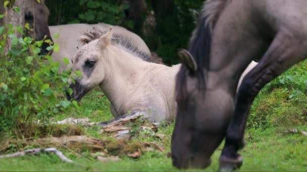 Konik Wildpferdfohlen Aus Nächster Nähe Auf Einer Weide Marielyst Naturschutzgebiet — Stockvideo