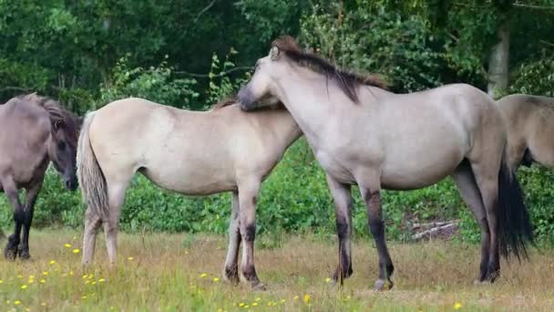 Dois Cavalos Selvagens Konik Socializando Reserva Natural Marielyst Dinamarca — Vídeo de Stock