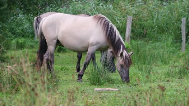 Konik Polonês Cavalos Pastando Reserva Natural Marielyst Dinamarca — Vídeo de Stock