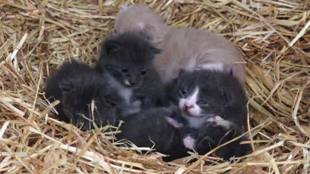 Newborn Kittens Lie Isolated Straw Kittens Natural Environment — Stock Video