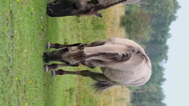 Польские Лошади Konik Выпас Мариелистском Заповеднике Дания — стоковое видео