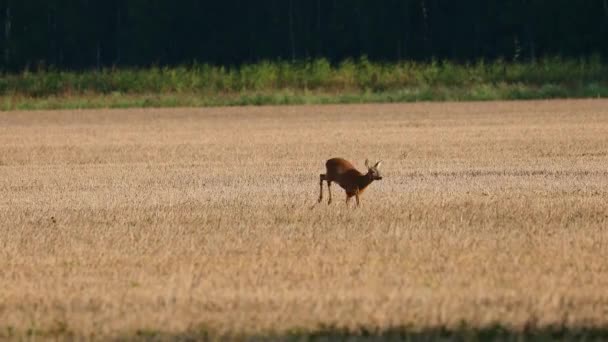Roe Deer Capreolus Capreolus Running Field Late Summer Day Europe — Stock Video