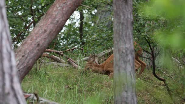 欧洲野鹿 角角羚 躺在森林地面上休息 — 图库视频影像