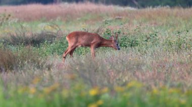 Roebuck - Capreolus capreolus - Danimarka 'da sabahın erken saatlerinde bir çayırda otluyor.