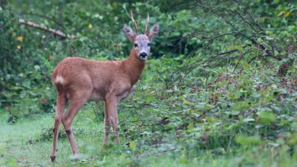 Cervos Ovinos Machos Floresta Olhando Para Câmera Afastando Dinamarca — Vídeo de Stock