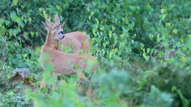 Roe Deer Capreolus Capreolus Grazing Forest Ground Early Morning Denmark — Stock Video