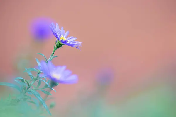 Aster Dumosus Almohadas Aster Los Amortiguadores Azules Florecen Jardín Fondo — Foto de Stock