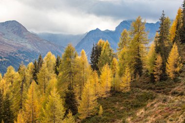 Sonbaharda Dağlarla Sonbahar Ormanı Davos, İsviçre yakınlarında