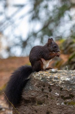 Kızıl sincap orman zemininde fındık yiyor