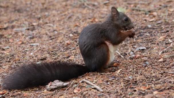 Eichhörnchen Herbstwald Rotes Eichhörnchen Frisst Nuss Herbstwald — Stockvideo
