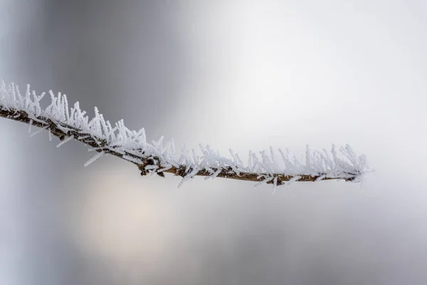 Spiky rime ice covers a branch on soft light background. Ice needles on a branch. Hoarfrost crystals coating a branch. Crystallized tree branch.