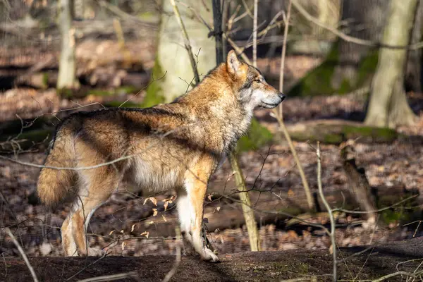 Grauer Wolf Wald Der Wolf Canis Lupus Auch Als Grauer Stockbild