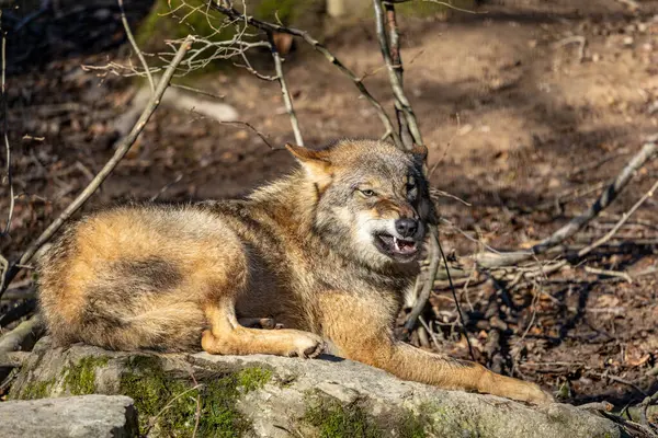 Ein Wolf Canis Lupus Liegt Auf Einem Felsen Ein Wolf Stockfoto