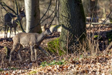 Roe geyiği - Capreolus capreolus - doğal ortamda, Almanca