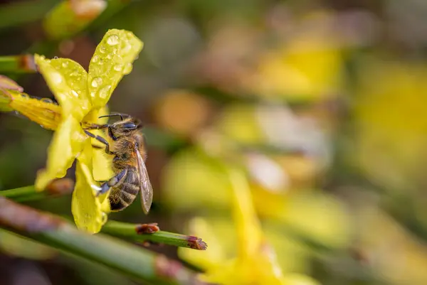 Biene Sammelt Honig Aus Gelben Blüten Des Winterjasmins Jasminum Nudiflorum Stockbild