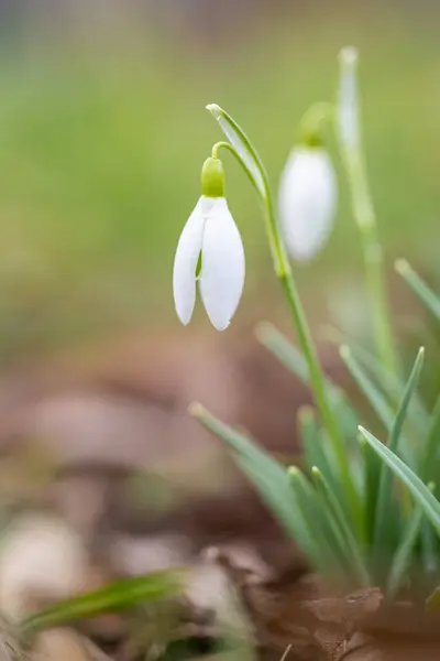 Schneeglöckchen Galanthus Nivalis Erste Frühlingsblume Weiße Blume Mit Grünen Blättern Stockbild