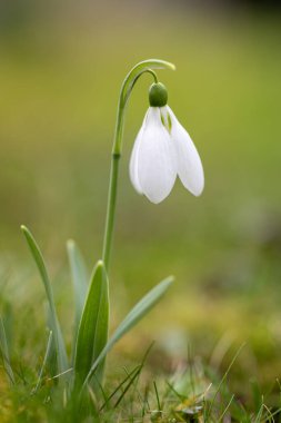 Kardamlası - Galanthus nivalis - ilk bahar çiçeği. Yeşil yapraklı beyaz çiçek