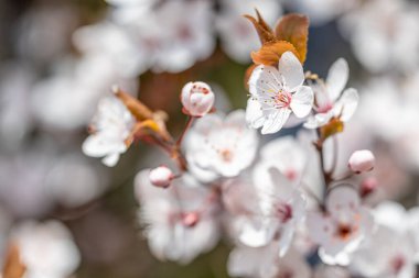 Prunus cerasifera ya da yaygın isimlerle kiraz eriği ve myrobalan erik dalı baharda çiçek ve yapraklarla.