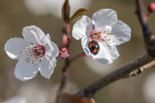 Harlekin Marienkäfer Harmonia Axyridis Auf Den Blüten Einer Kirschpflaume Prunus Stockfoto