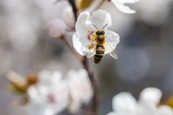 Biene Saugt Den Nektar Den Weißen Blüten Von Prunus Cerasifera lizenzfreie Stockbilder