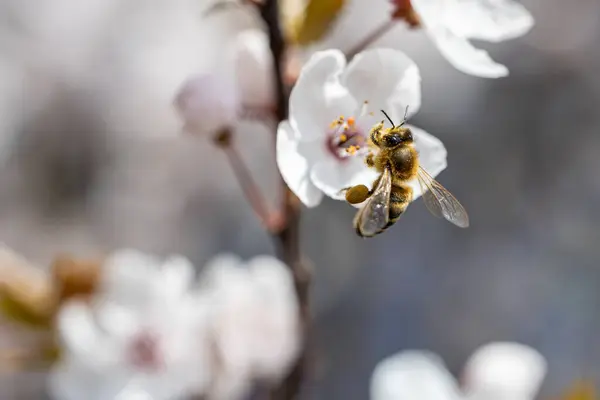 Biene Saugt Den Nektar Den Weißen Blüten Von Prunus Cerasifera Stockbild