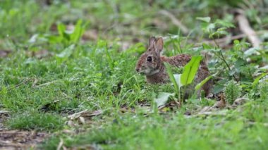 Tatlı tavşan, yabani çiçekleri kemiriyor.