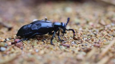 Avrupa petrol böceği - Meloe proscarabaeus - sivrisinek kaynıyor