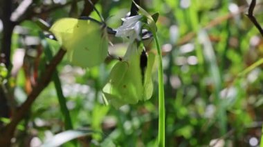 Kleopatra - Gonepteryx Kleopatra - Çiftleşmeden hemen önce, İtalya, Avrupa