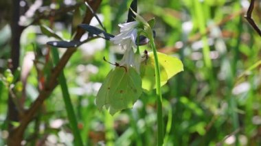 Kleopatra - Gonepteryx Kleopatra - Çiftleşmeden hemen önce, İtalya, Avrupa