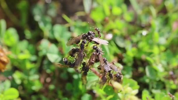 Black Flying Ants Gatear Sobre Una Planta — Vídeo de stock