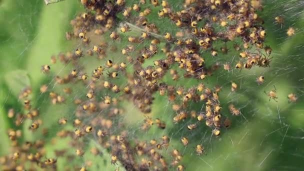 European Garden Spider Babies Cluster Baby Spiders European Garden Spider — Stock video