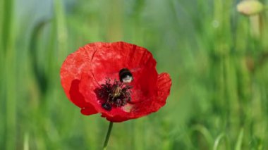 Yaban arısı polen yaymak için gelincik çiçeğine doğru uçar.